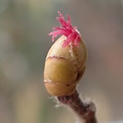 ヘーゼルナッツの雌花