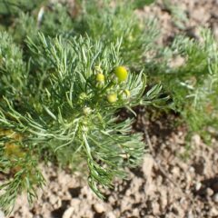 蕾が出てきた株も出始めました