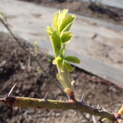 農場のローズも葉を出し始めました