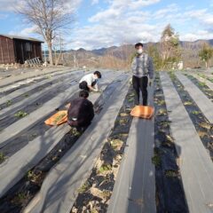 ブラックマロウ畑