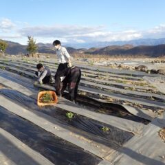 破れたマルチを張り直しています