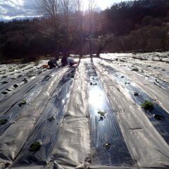 大きくなり始めたので急ピッチで作業を進めています