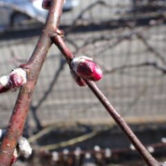 アーモンドの蕾はピンクの花弁が見え始めました