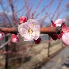 春本番
