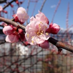 アプリコットの花が咲き始めました
