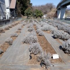事務局横のラベンダー畑