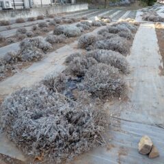 剪定した枝を片付けて作業終了