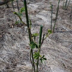 事務局前のローズは次々に葉を広げています