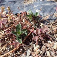 ペパーミントの新芽が出始めました