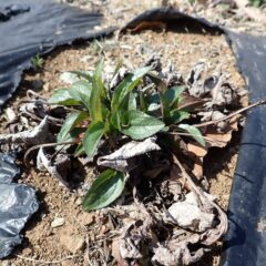 エキナセアの新芽が次々出て来ました