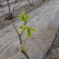 農場のローズも葉を広げ始めました