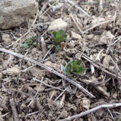 アルベンシスミントの新芽も出ています