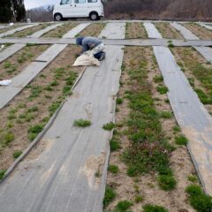 カモマイル・ジャーマン畑は除草作業中