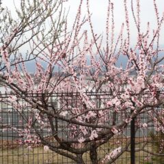 アプリコットの花が満開になりました