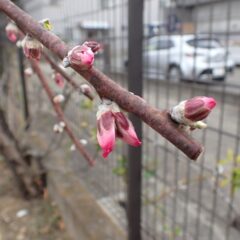 アーモンドの蕾は膨らんで花弁が見えています
