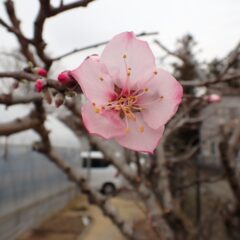 一輪だけ綻びました