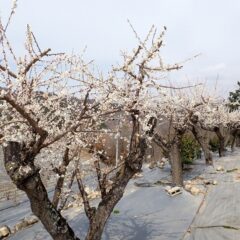 農場の梅も満開です