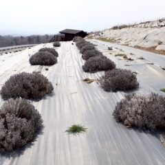 ラベンダー・グロッソの剪定作業