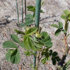 若葉の色が濃くなって来ました