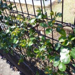 つるバラの葉はこんなに茂って来ました