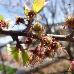 花が咲き終わったアプリコットに実が出来ています