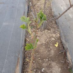 農場のローズも若葉を広げています