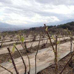 ローズ畑が色付いて来ました