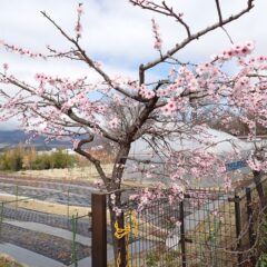 アーモンドの花が咲いています