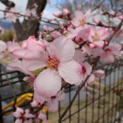 花弁の色は段々と濃くなっていきます