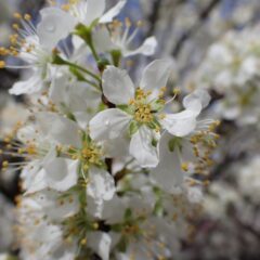 小さな可憐な花で溢れています