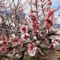 ひと足早く咲いたアプリコットの花は咲き終わりです