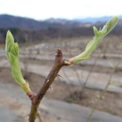 農場のローズは葉が出て来ました