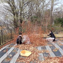 新芽が出てくる前に枯れた枝を片付けています