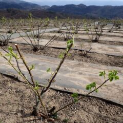 農場のローズも沢山若葉を広げています