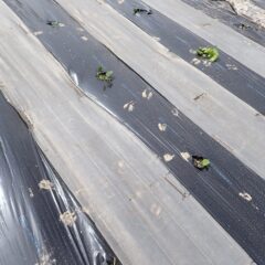 新しく張り直したマルチの上に足跡が！