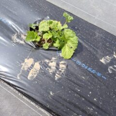 鹿の足跡がクッキリ