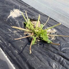 また鹿がやって来て折角大きくなり始めた葉を食べられてしまいました