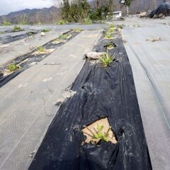 野山も芽吹き始めて食べ物が増えたのでもう鹿は来ないと安心していた矢先でした