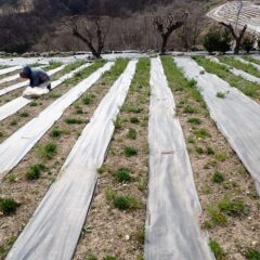カモマイル・ジャーマン畑の除草作業も大詰めです