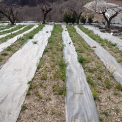 カモマイル・ジャーマンは早いものは咲き始めています