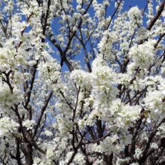スモモの花も満開です