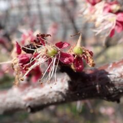 咲き終わったアプリコットには小さな実が出来ていました