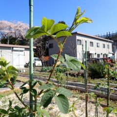 グングン伸びています