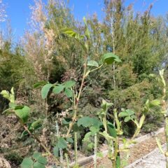 事務局前のローズは茎を伸ばし始めました