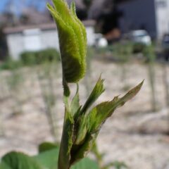 先端には蕾が覗いています