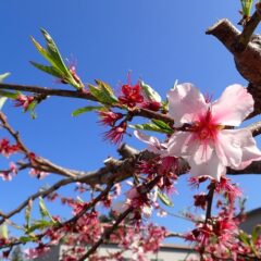 アーモンドの花は咲き終わりで若葉が出始めました
