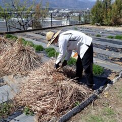 厳しい冬の寒さを枯れ葉で守っていたレモングラス