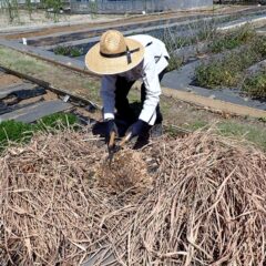 新芽が出始めたようなので枯れ葉の刈り取り作業開始！