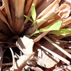 新芽に春の陽射しが当たって、これからスクスク伸びてくれることでしょう