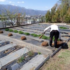 刈り取った枯れ葉を片付けて作業終了！！